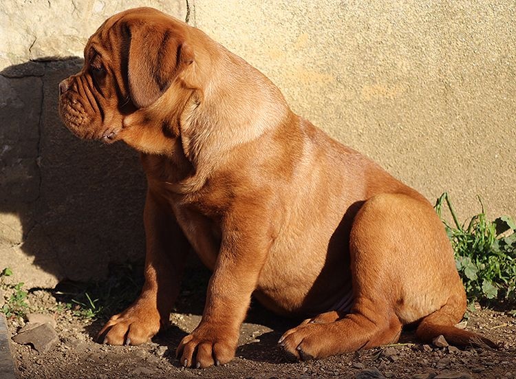 Des Terres Immortelles - Chiots disponibles - Dogue de Bordeaux